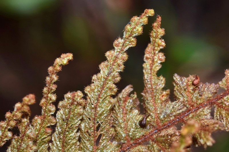 Hymenophyllum multialatum