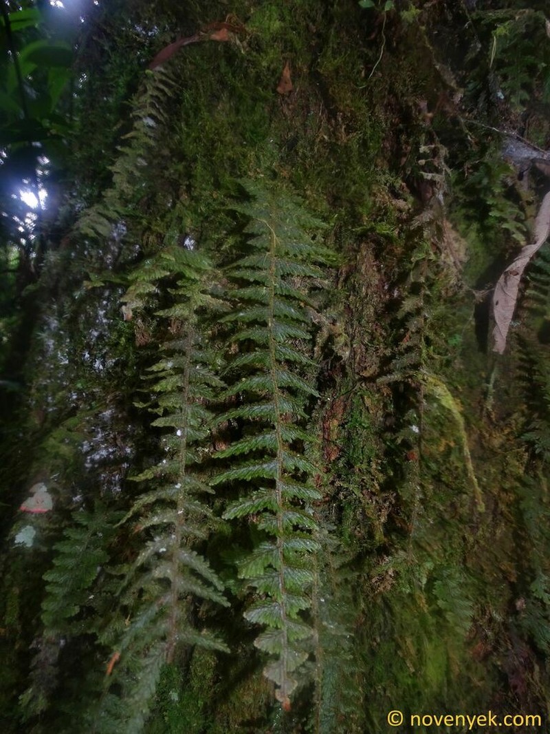 Hymenophyllum multialatum photo 2