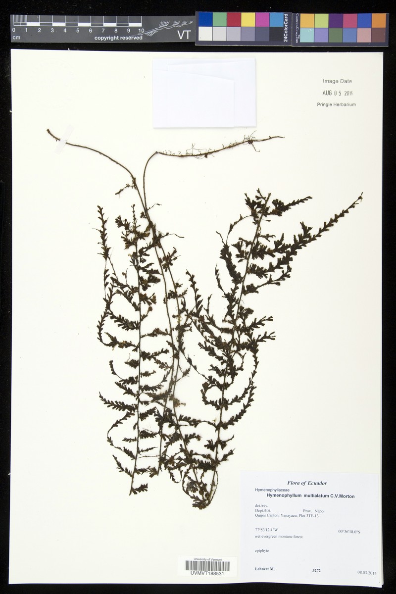 Hymenophyllum multialatum photo 3