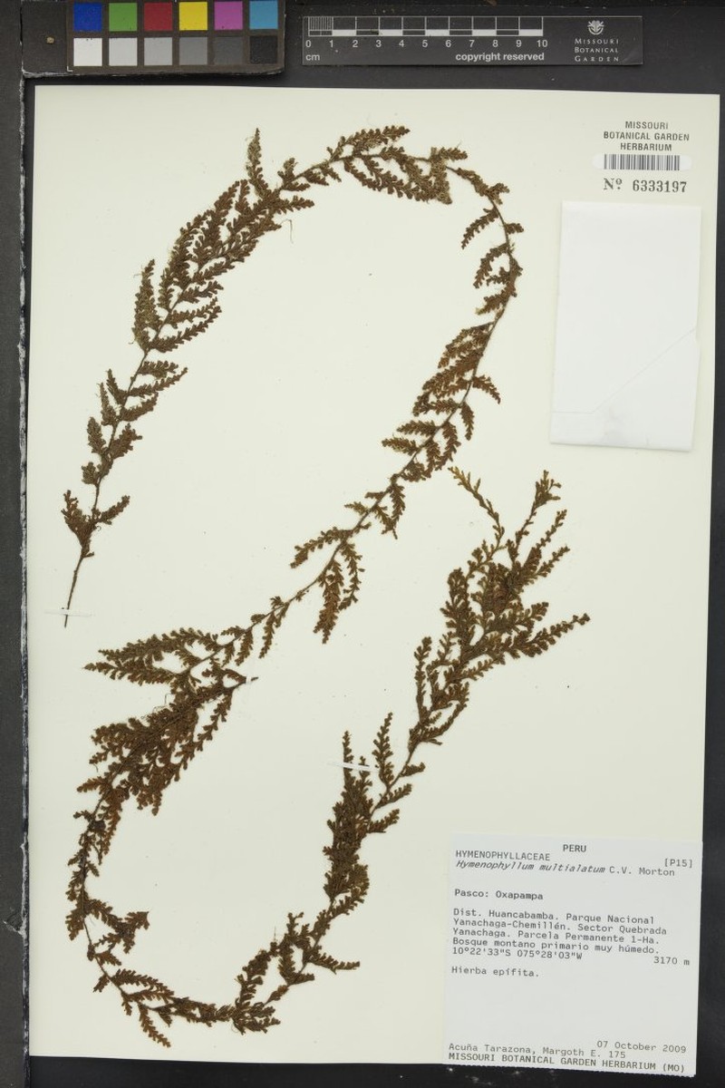 Hymenophyllum multialatum photo 4