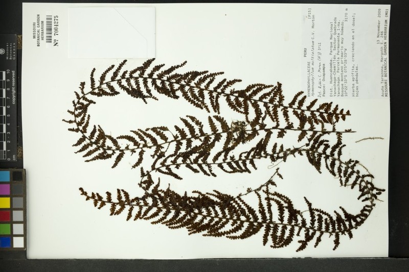 Hymenophyllum multialatum photo 5