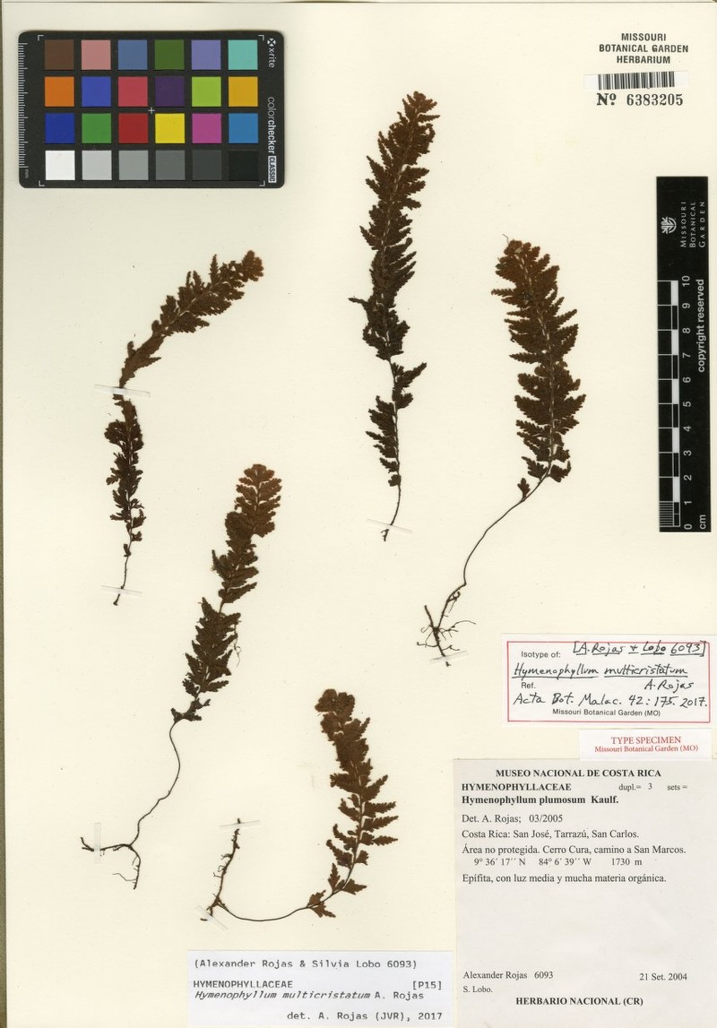 Hymenophyllum multicristatum