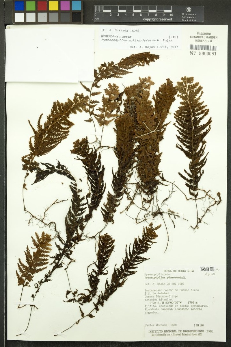 Hymenophyllum multicristatum photo 2