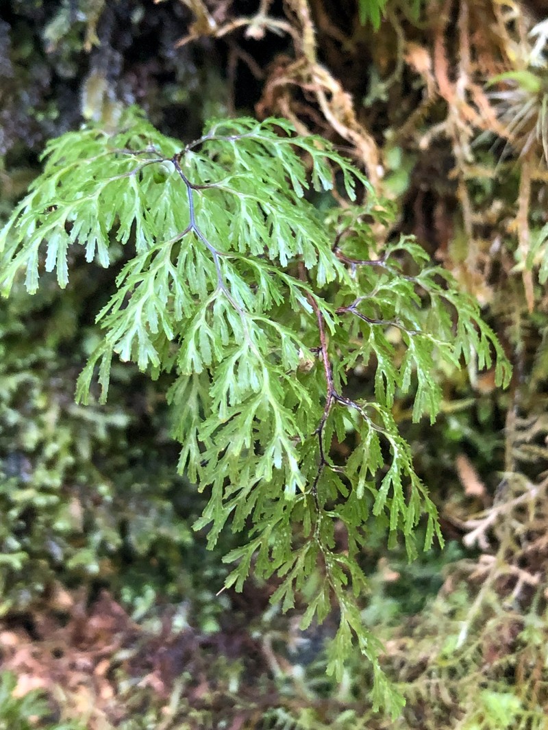 Hymenophyllum multifidum