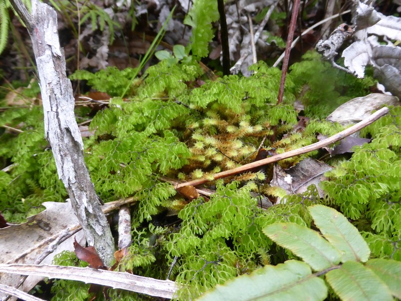 Hymenophyllum multifidum photo 2