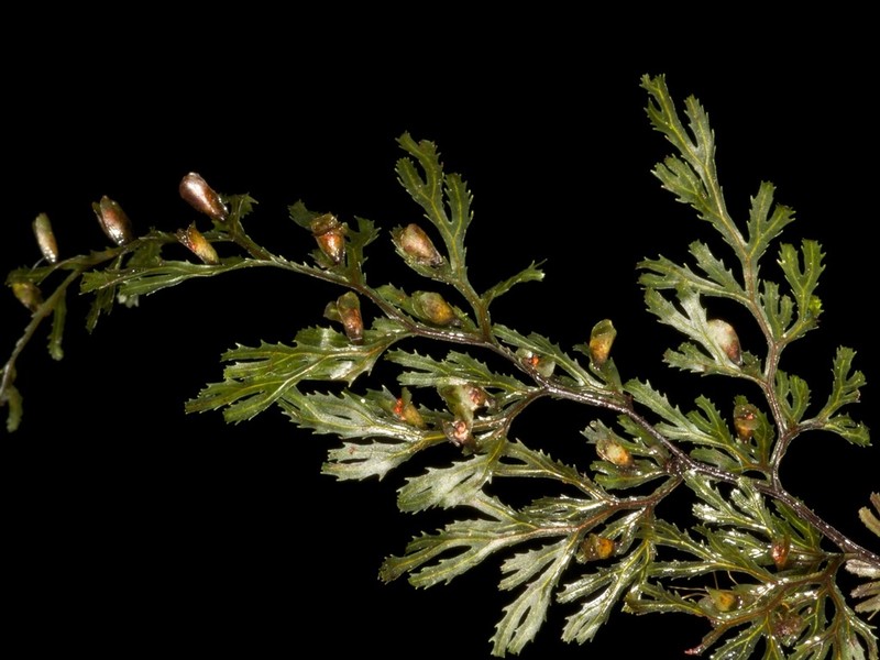 Hymenophyllum multifidum photo 3