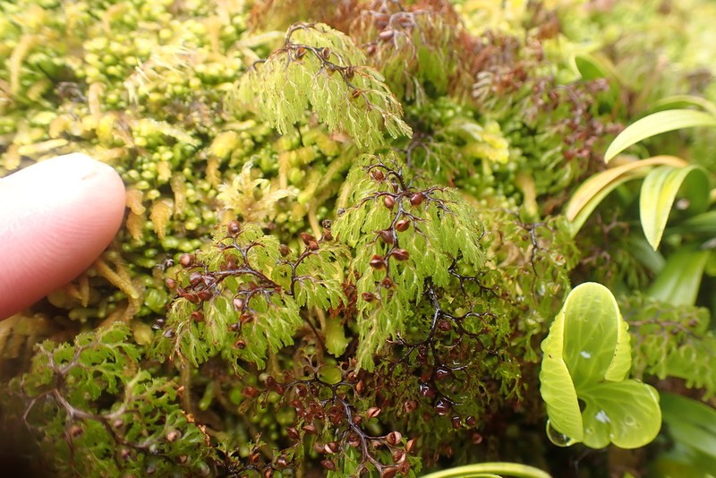 Hymenophyllum multifidum photo 4