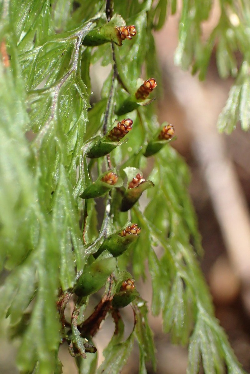 Hymenophyllum multifidum photo 5