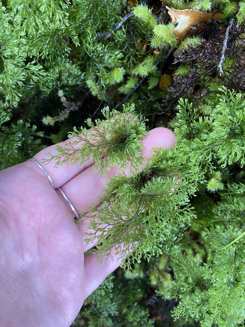 Hymenophyllum multifidum photo 6