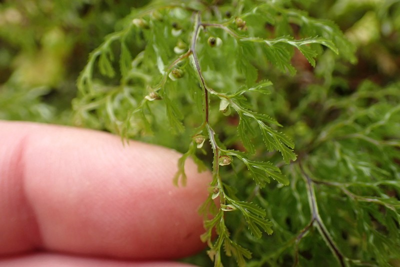 Hymenophyllum multifidum photo 7