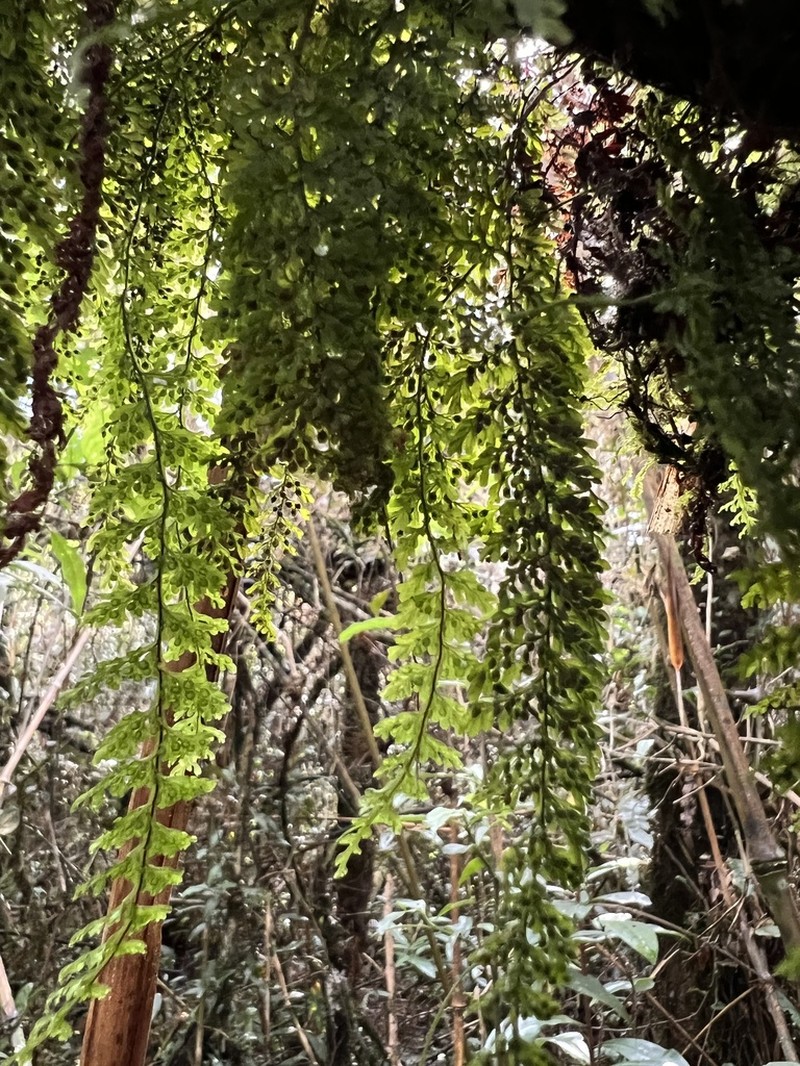 Hymenophyllum myriocarpum