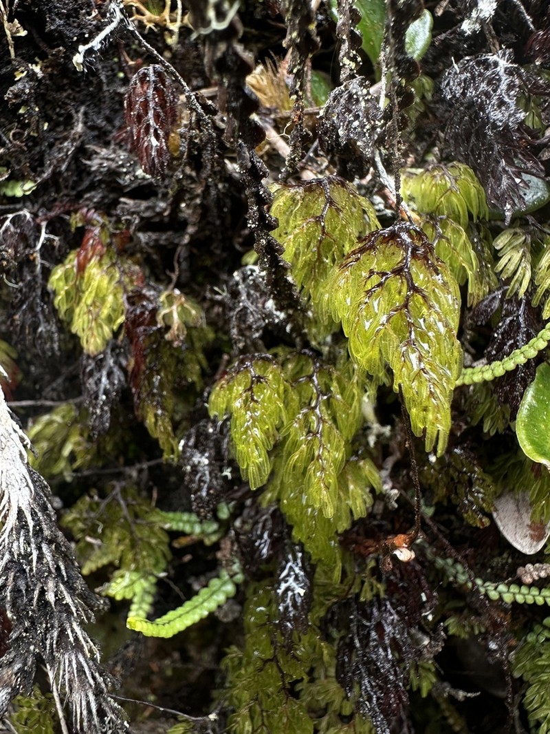 Hymenophyllum myriocarpum photo 2