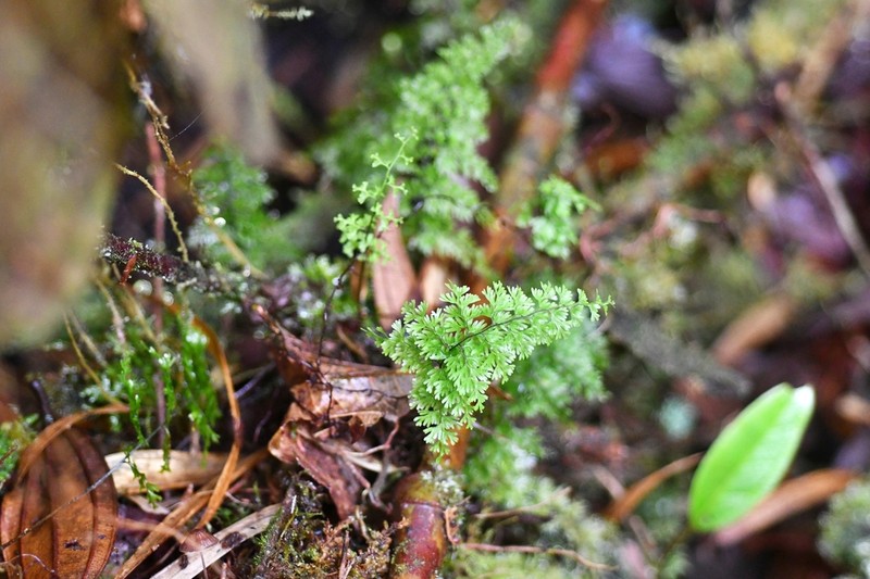 Hymenophyllum myriocarpum photo 3