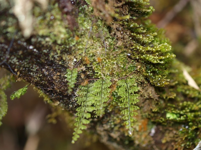 Hymenophyllum myriocarpum photo 4