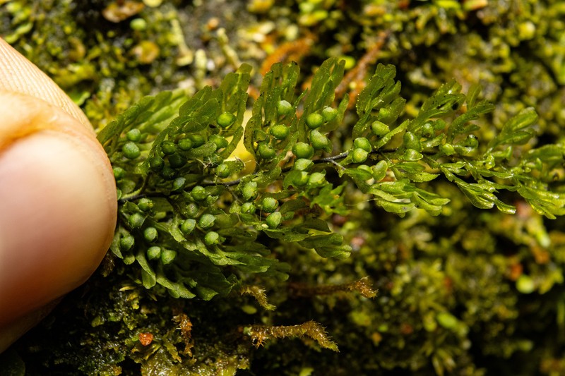 Hymenophyllum myriocarpum photo 5
