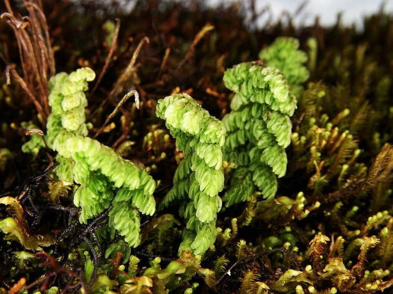 Hymenophyllum myriocarpum photo 6