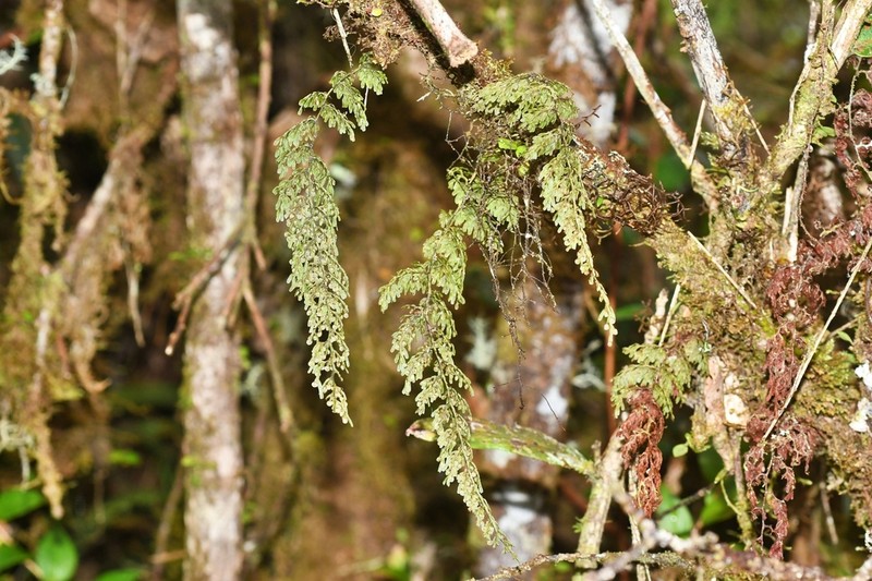 Hymenophyllum myriocarpum photo 7