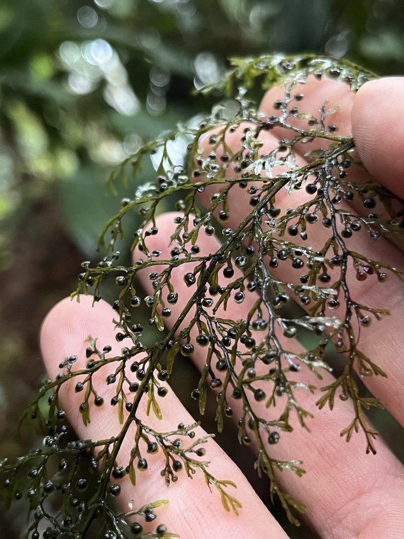 Hymenophyllum myriocarpum photo 8
