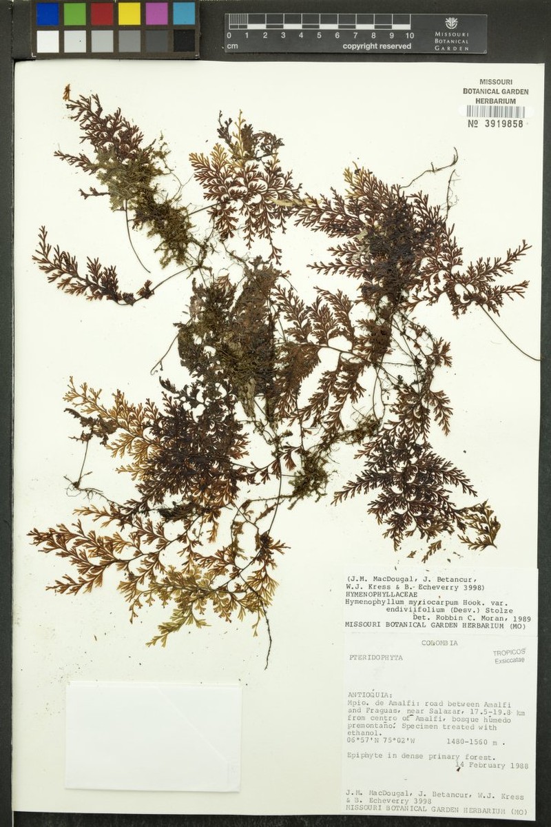 Hymenophyllum myriocarpum var. endiviifolium