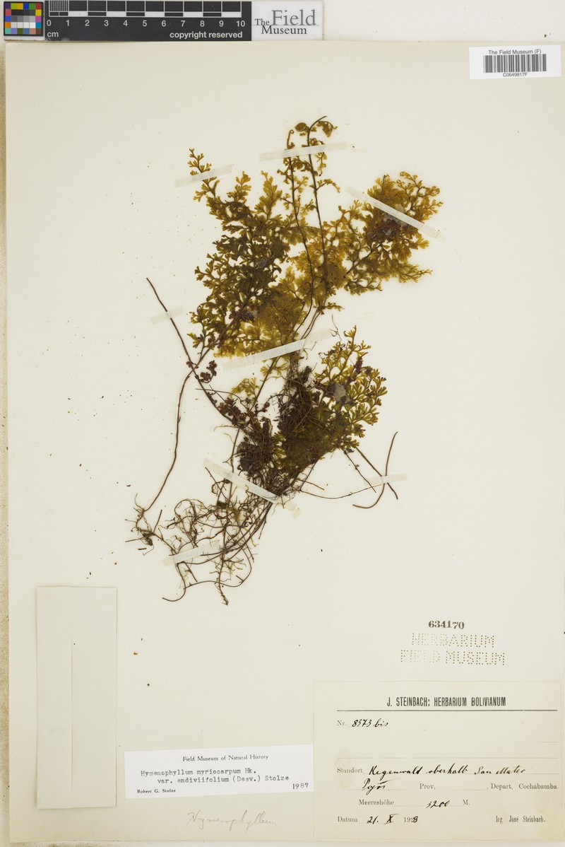 Hymenophyllum myriocarpum var. endiviifolium photo 2