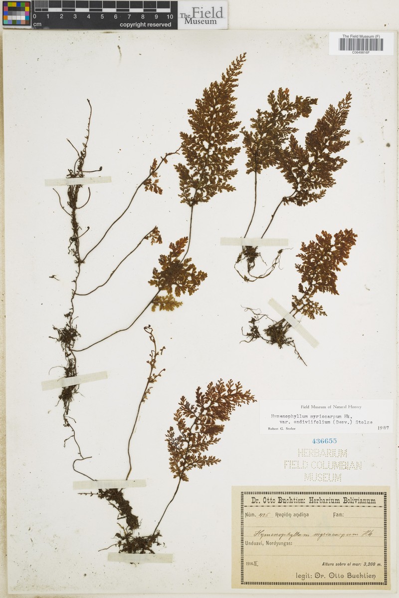 Hymenophyllum myriocarpum var. endiviifolium photo 3