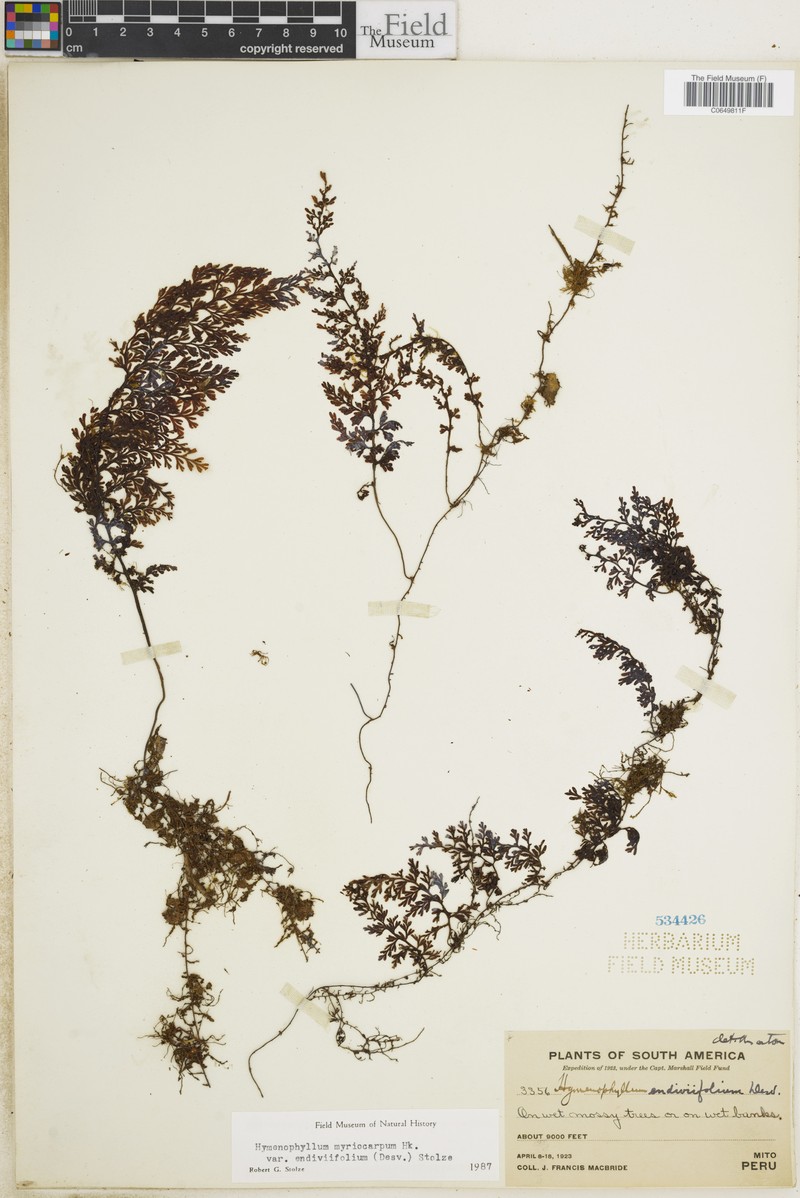 Hymenophyllum myriocarpum var. endiviifolium photo 4