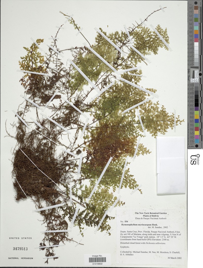 Hymenophyllum myriocarpum var. myriocarpum