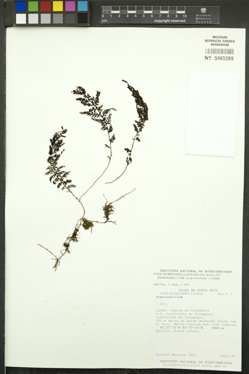 Hymenophyllum myriocarpum var. nigrescens