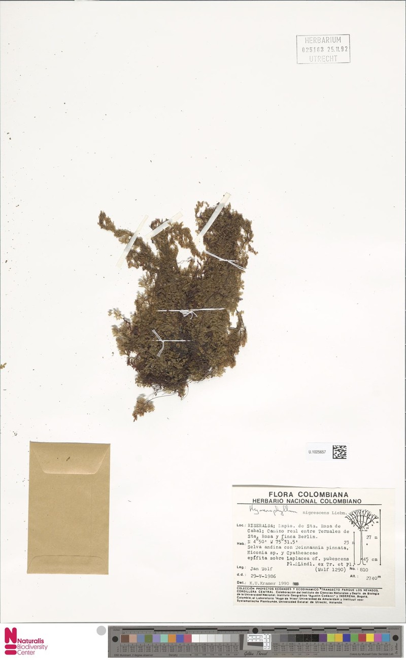 Hymenophyllum myriocarpum var. nigrescens photo 2
