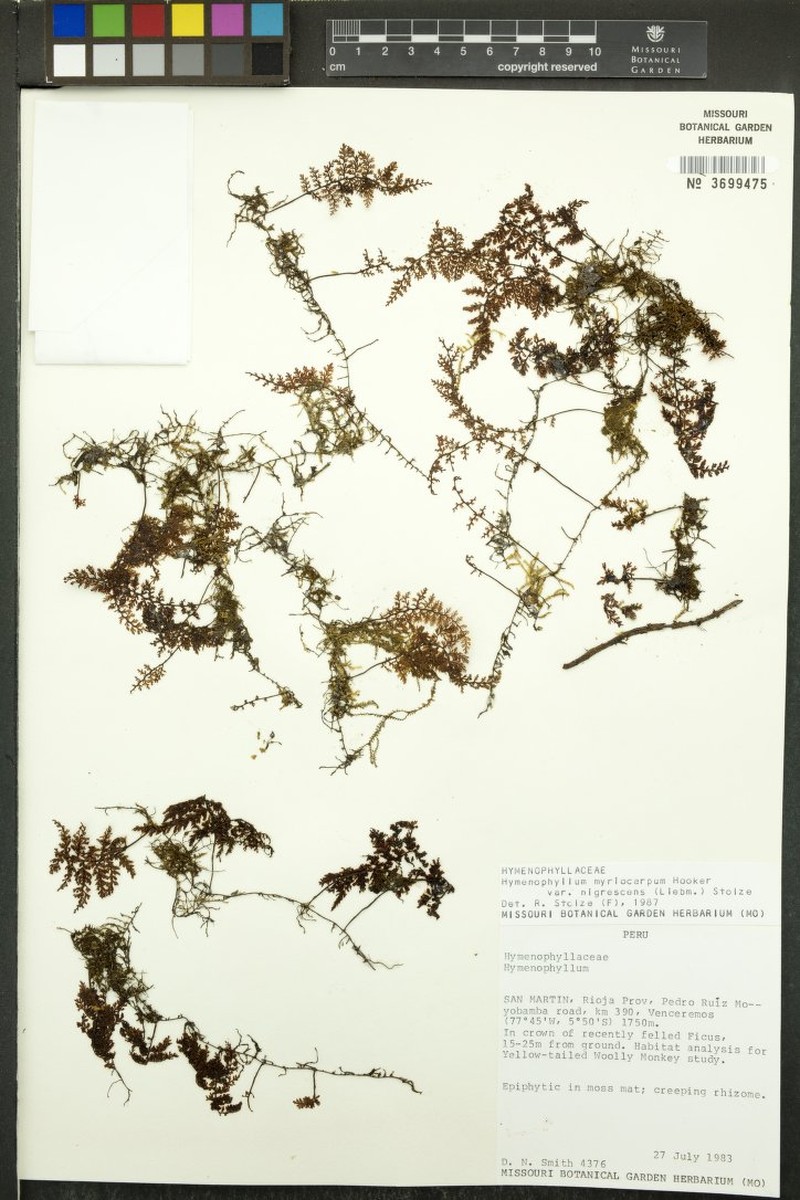 Hymenophyllum myriocarpum var. nigrescens photo 3