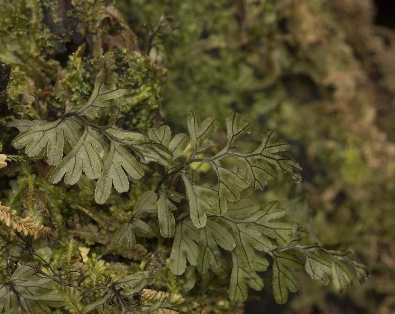 Hymenophyllum nahuelhuapiense