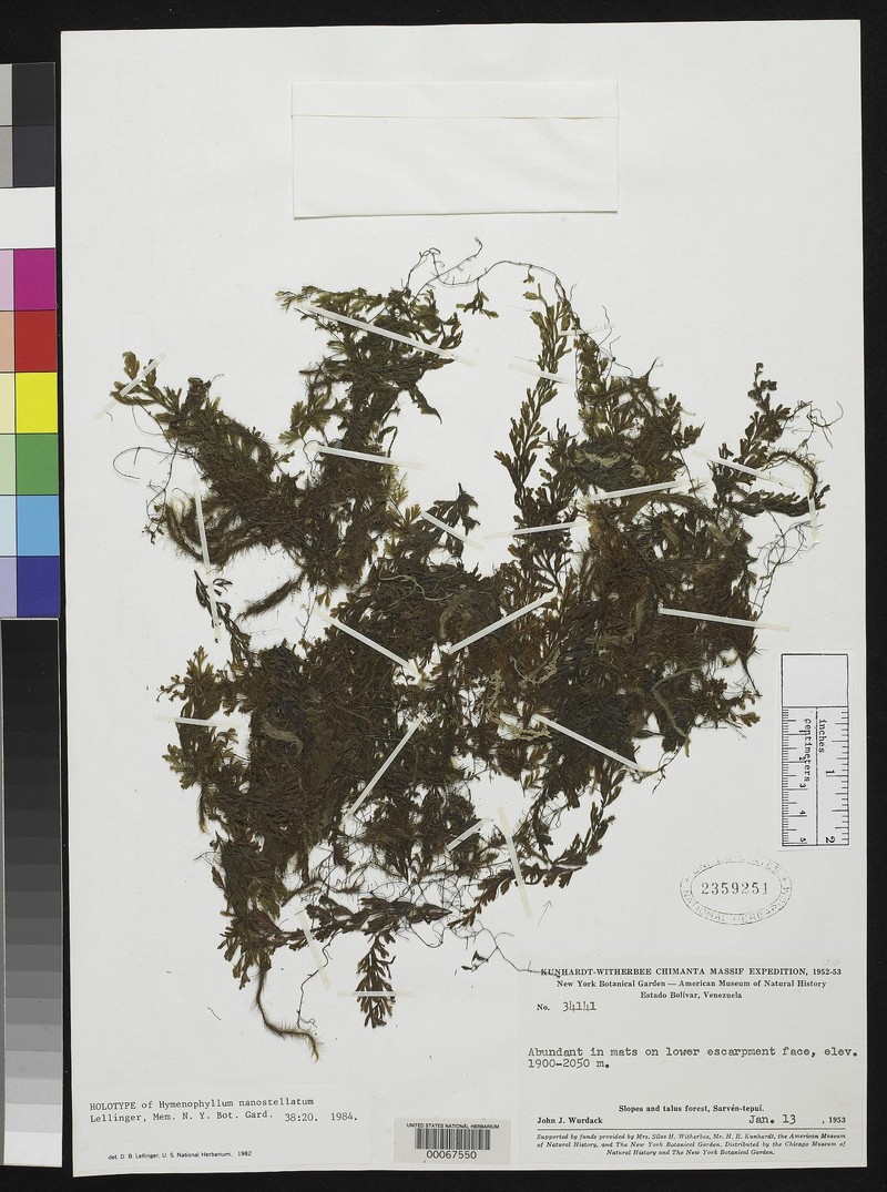 Hymenophyllum nanostellatum