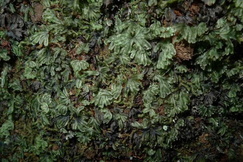 Hymenophyllum neocaledonicum