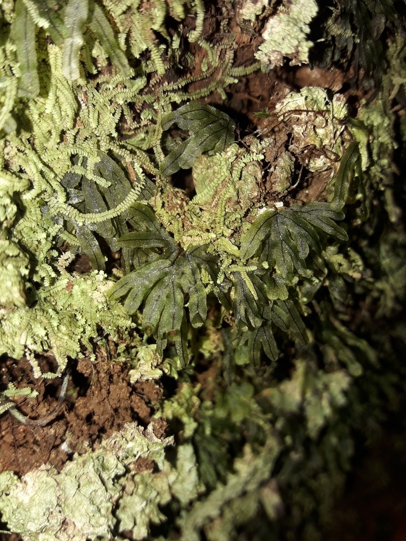 Hymenophyllum neocaledonicum photo 2