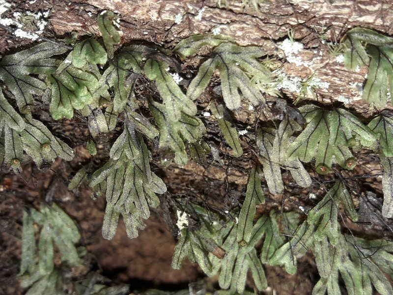 Hymenophyllum neocaledonicum photo 5