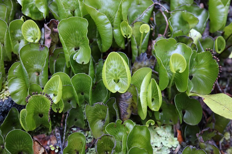 Hymenophyllum nephrophyllum