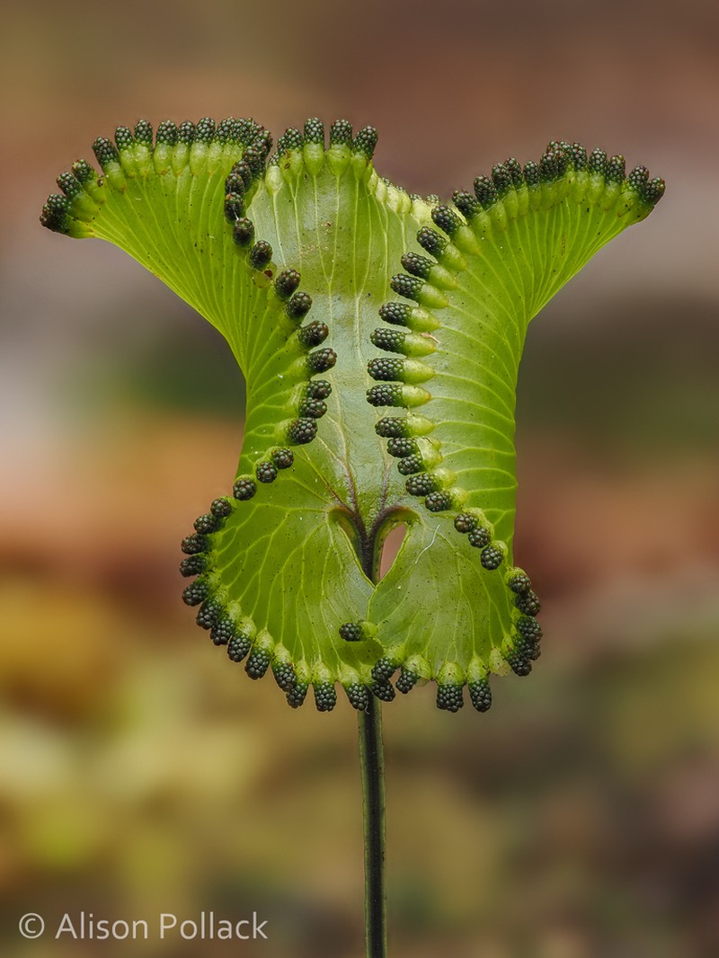 Hymenophyllum nephrophyllum photo 2