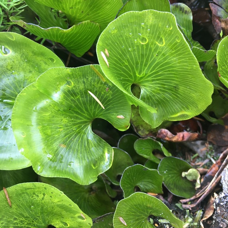 Hymenophyllum nephrophyllum photo 3
