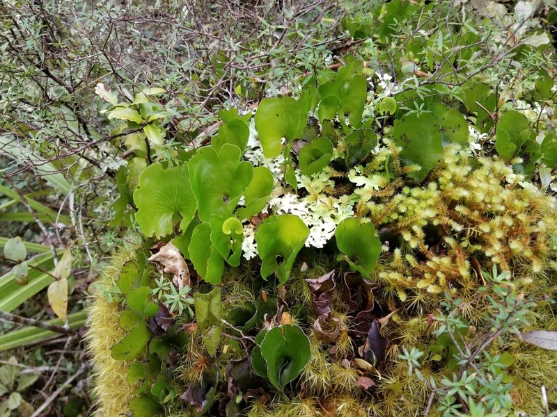 Hymenophyllum nephrophyllum photo 4