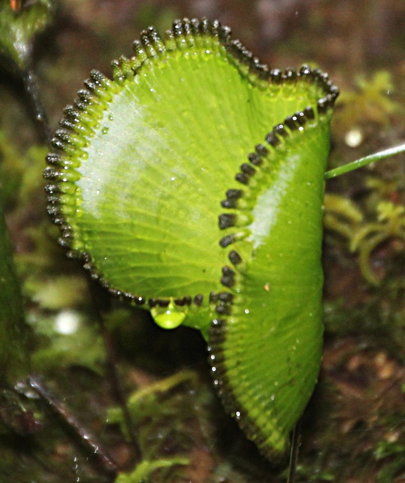 Hymenophyllum nephrophyllum photo 5