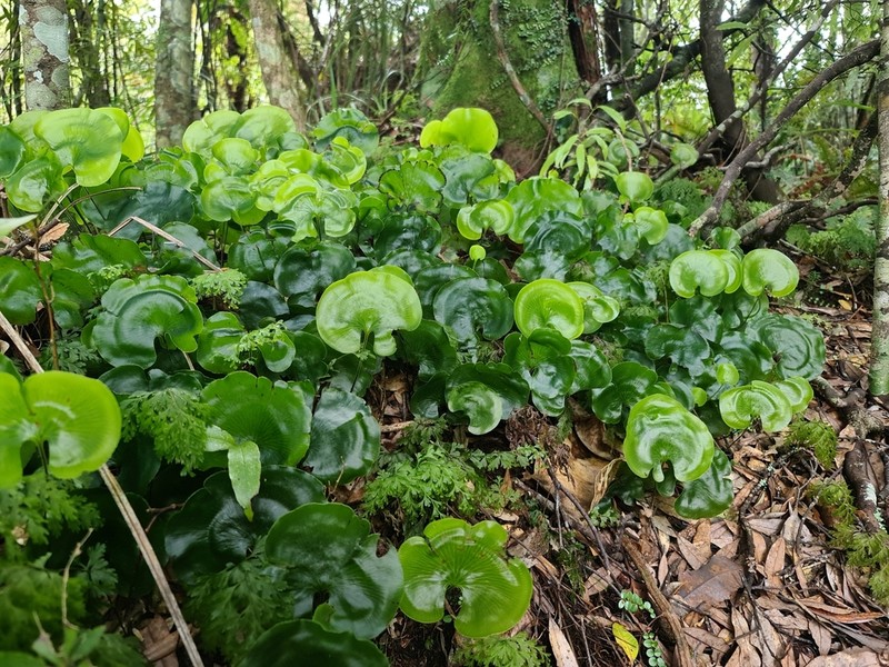 Hymenophyllum nephrophyllum photo 6