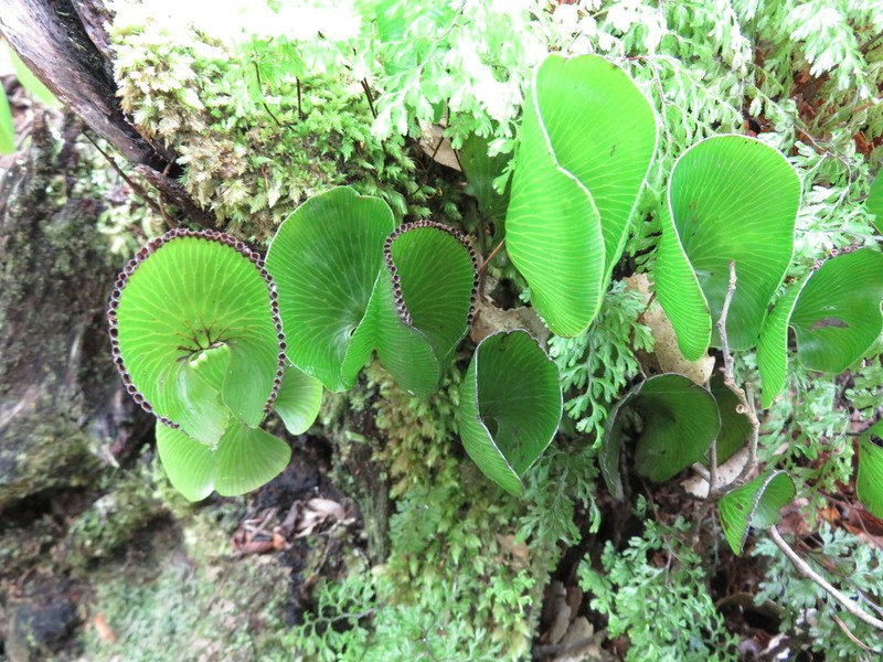 Hymenophyllum nephrophyllum photo 7