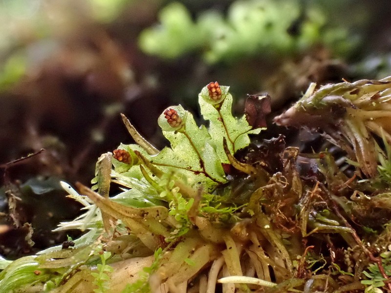 Hymenophyllum nitidulum