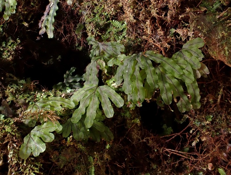 Hymenophyllum nitidulum photo 2