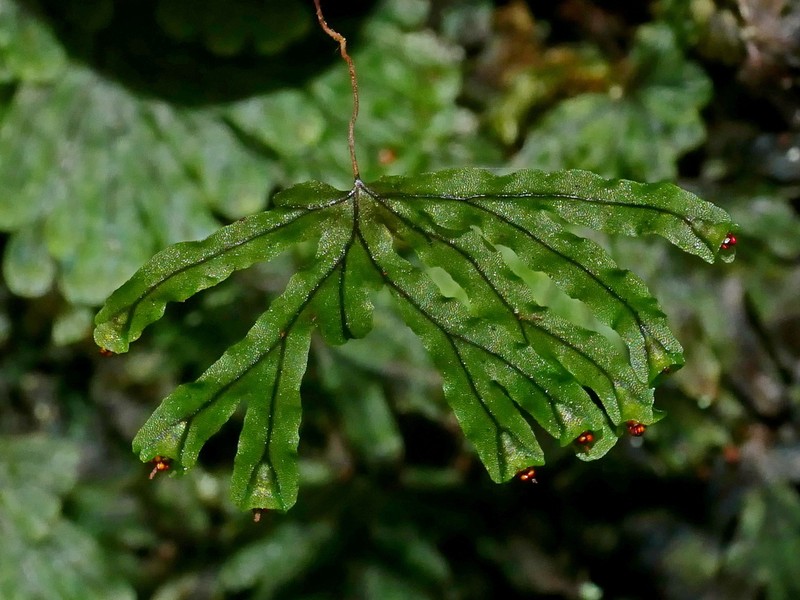 Hymenophyllum nitidulum photo 3