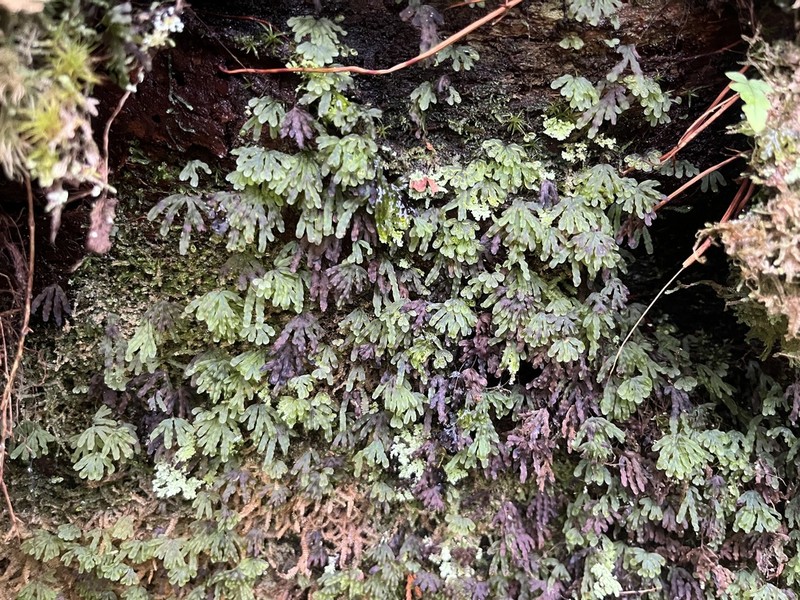 Hymenophyllum nitidulum photo 4
