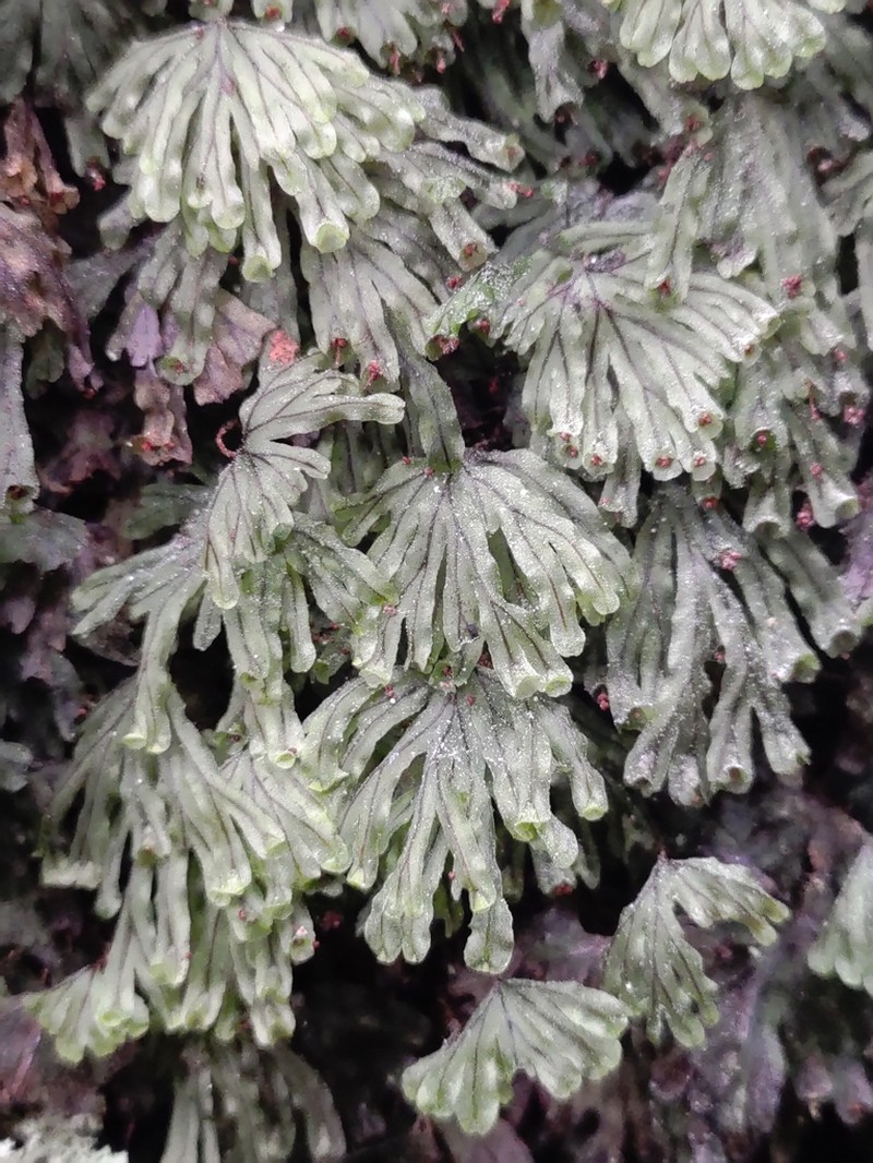 Hymenophyllum nitidulum photo 5