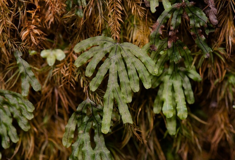 Hymenophyllum nitidulum photo 6