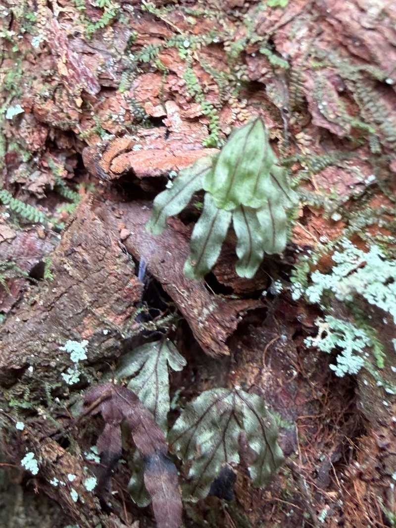 Hymenophyllum nitidulum photo 7