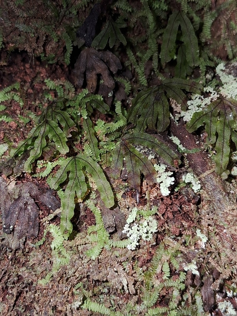 Hymenophyllum nitidulum photo 8